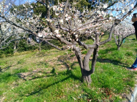 佐布里池梅林公園